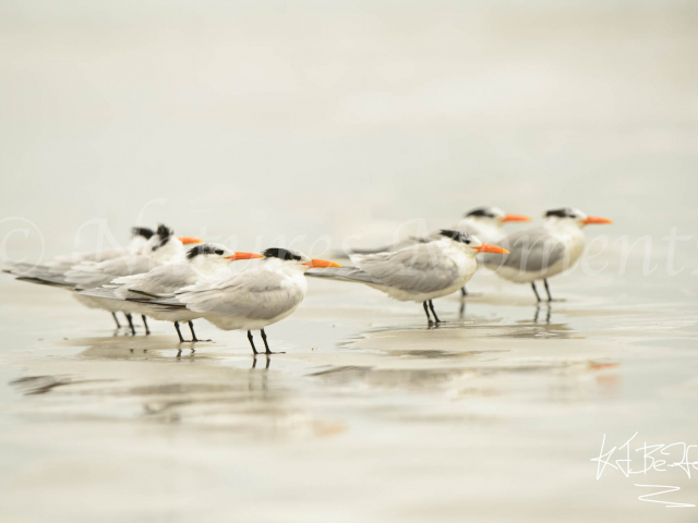 Royal Tern - Group