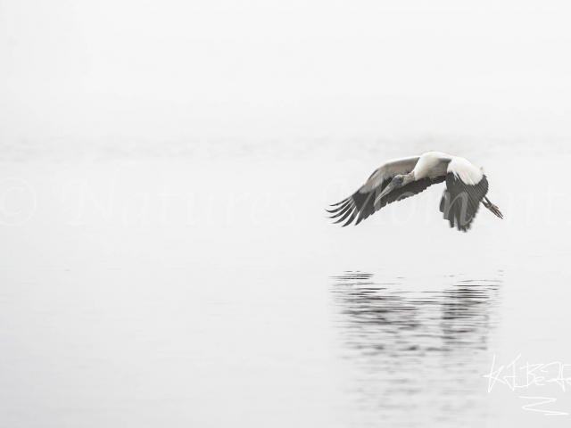 Wood Stork - Monochromatic Mist