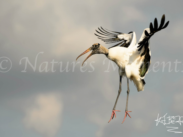 Wood Stork - Landing II