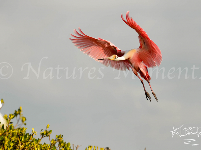 Roseate Spoonbill - Landing