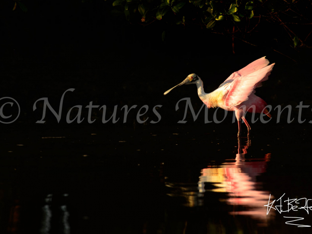 Roseate Spoonbill - Reflection I