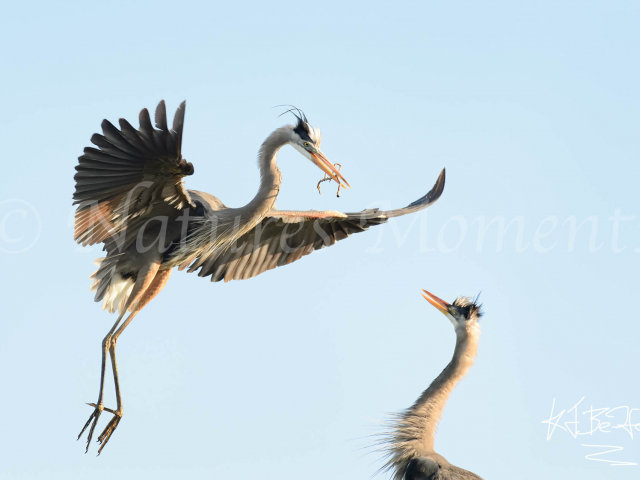 Great Blue Heron - Nest Building