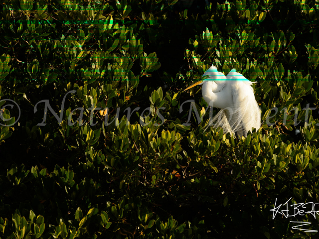 Great Egret In Mangroves