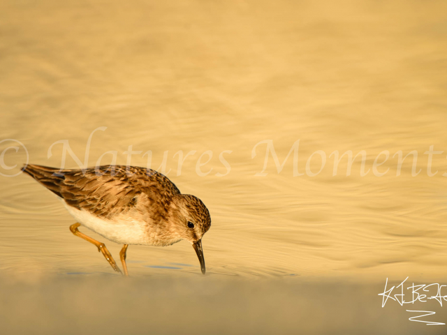 Least Sandpiper - Golden Light