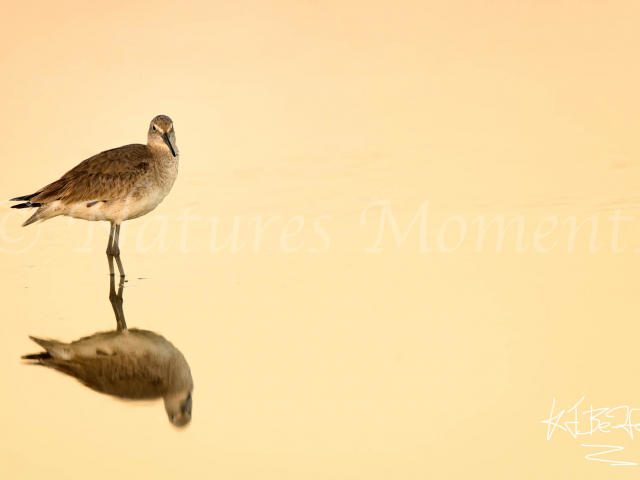 Common Greenshank - Reflection