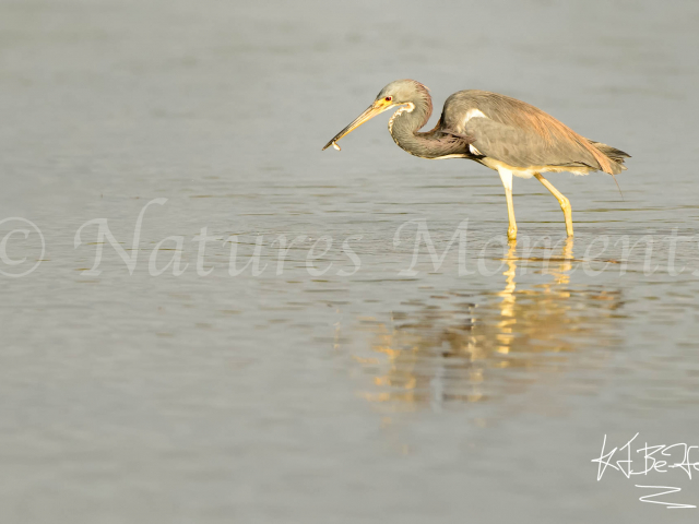 Tricolored Heron with Fish