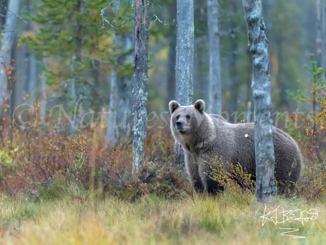 Eurasian Brown Bear - Watchful Eye