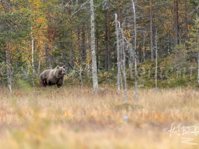 Eurasian Brown Bear - Out of the Woods