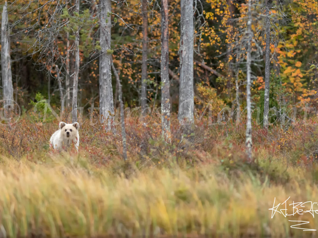 Eurasian Brown Bear - Looking for Mum