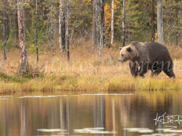 Eurasian Brown Bear - Lakeside Stroll