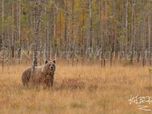 Eurasian Brown Bear - Into the Clearing