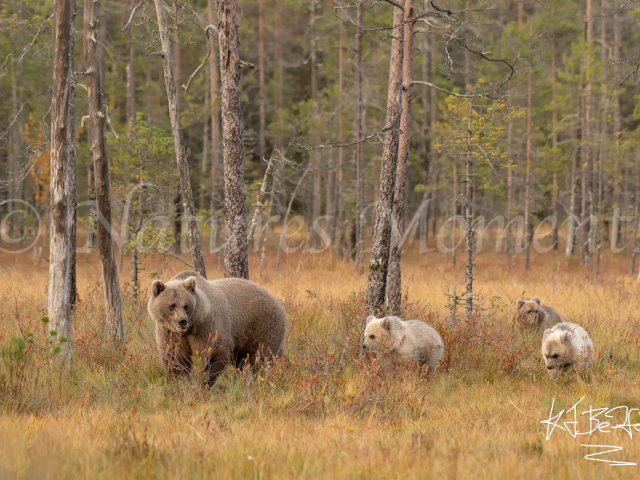 Eurasian Brown Bear - Mother and the Cubs