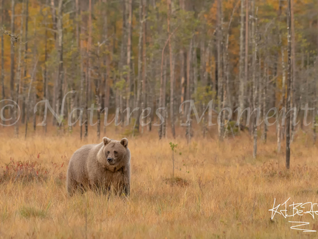 Eurasian Brown Bear - Into the Open