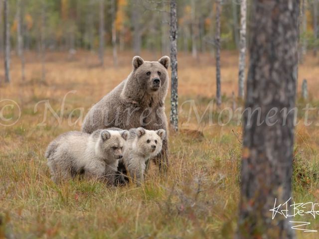 Eurasian Brown Bear - Looking our for the Cubs