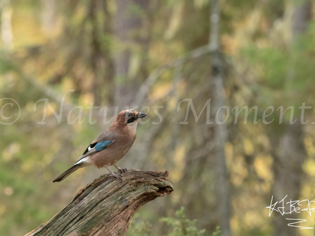 Eurasian Jay - Log hopper