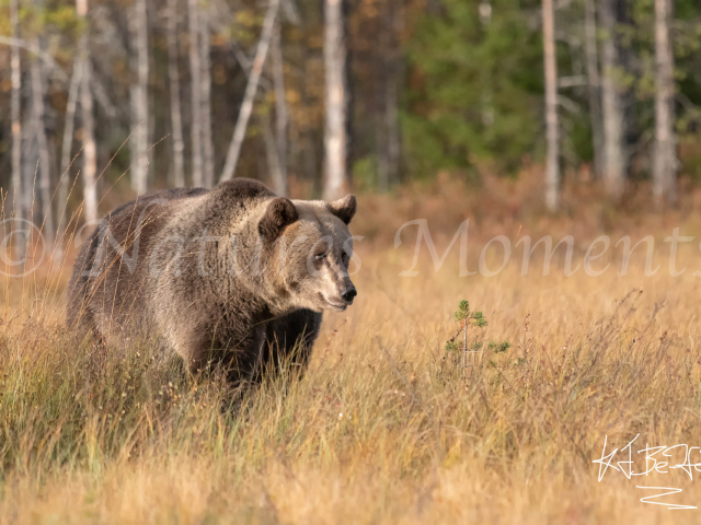 Eurasian Brown Bear - Thoughtfull