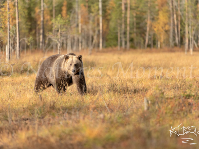 Eurasian Brown Bear - Aware