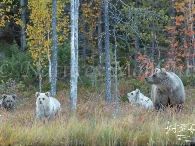 Eurasian Brown Bear - Mother and the Three Bears