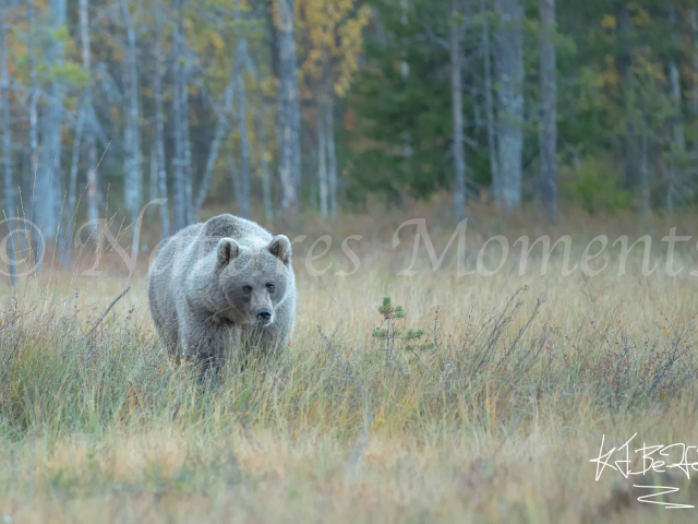 Eurasian Brown Bear - Young Male