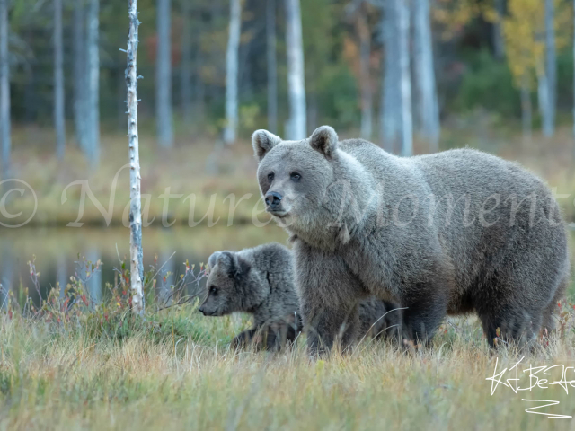 Eurasian Brown Bear - Mum and Cub