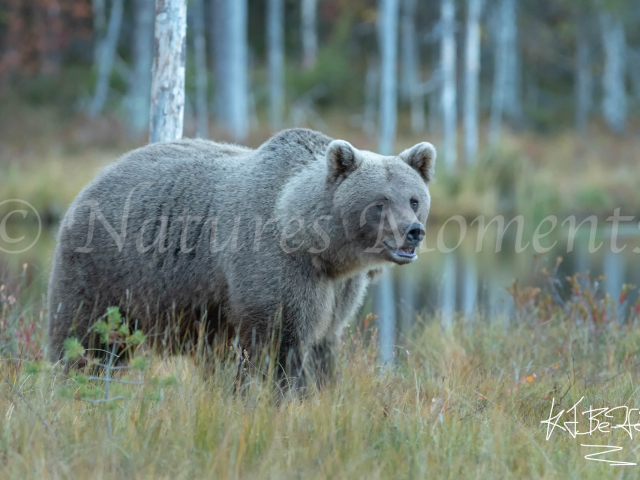 Eurasian Brown Bear - Grey Bear