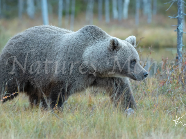 Eurasian Brown Bear - On The Prowl