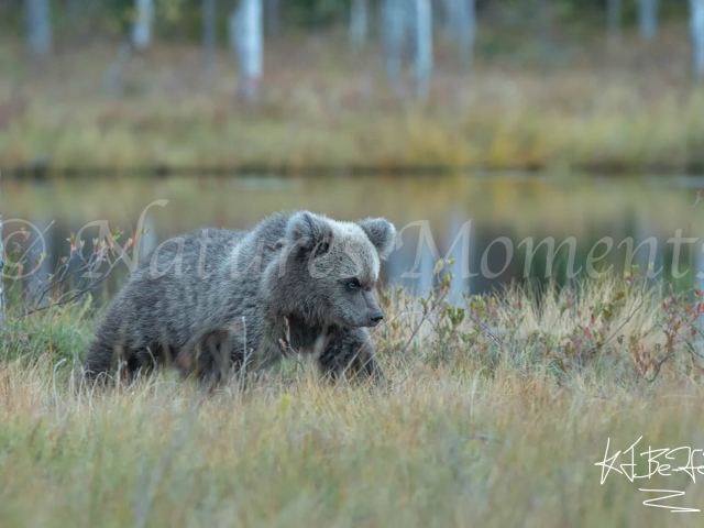 Eurasian Brown Bear - Stern Look