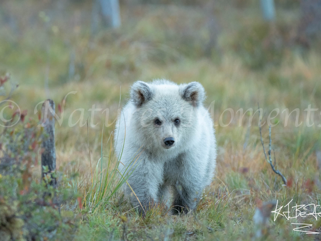 Eurasian Brown Bear - Curious Cub