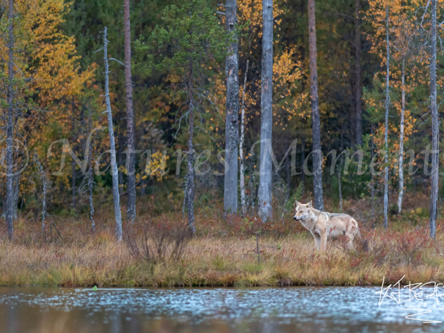 Eurasian Wolf - Serenity