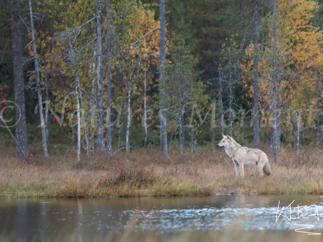 Eurasian Wolf - Listening