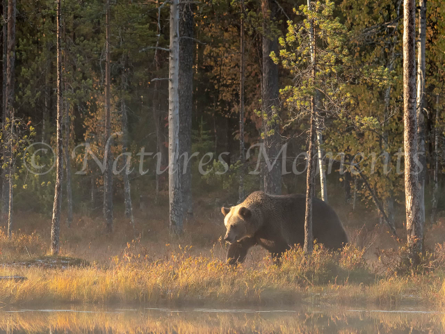 Eurasian Brown Bear - Tall Reflection