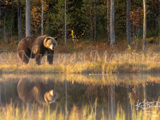 Eurasian Brown Bear - Reflection