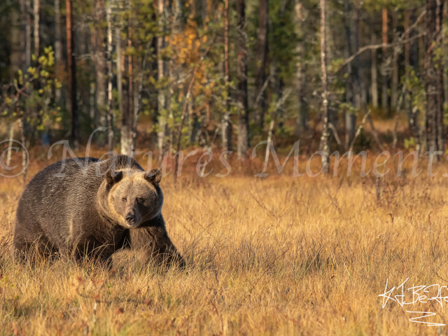 Eurasian Brown Bear - Golden Grass