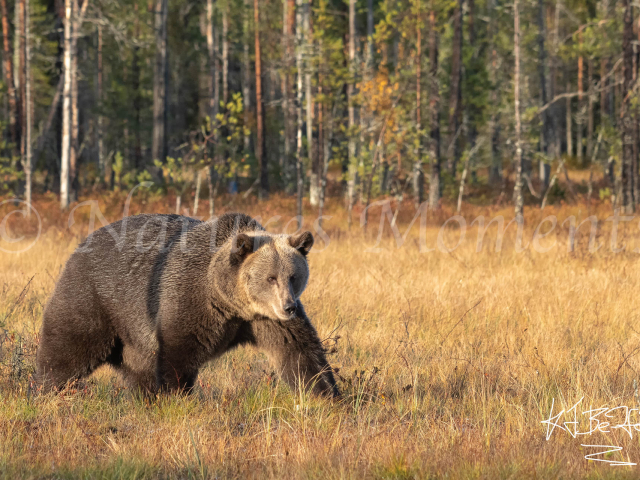 Eurasian Brown Bear - Wide Stride