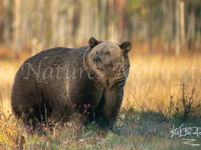 Eurasian Brown Bear - Golden Light