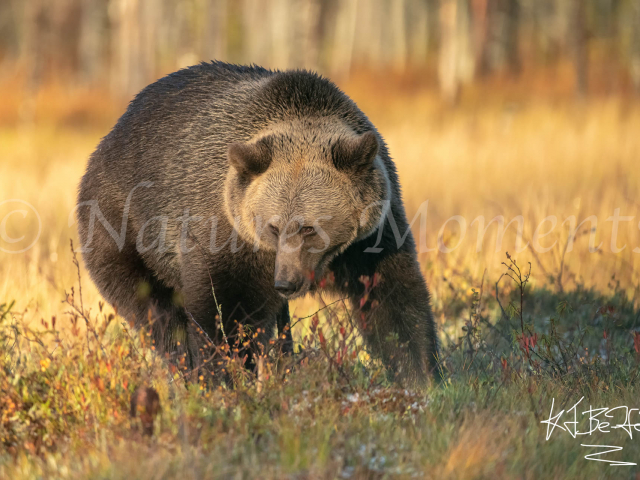 Eurasian Brown Bear - Golden Sage