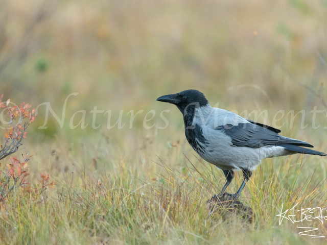 Hooded Crow - Rock Hopper