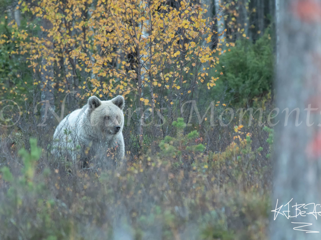 Eurasian Brown Bear - White Cub in the Sage