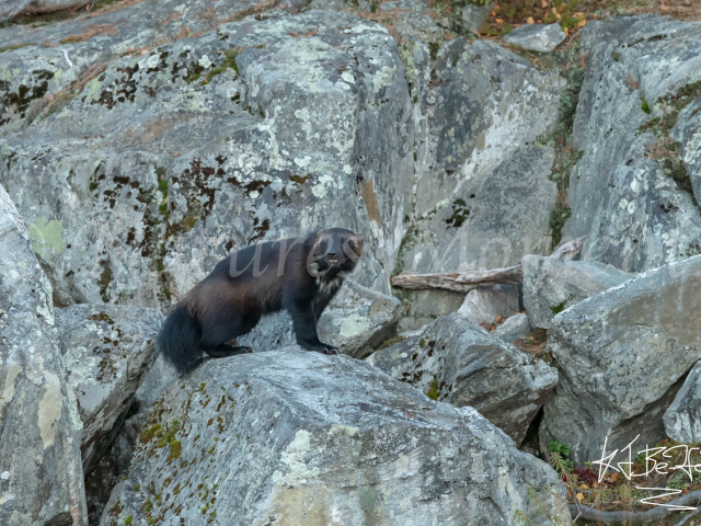 Wolverine - Alert on The Rocks