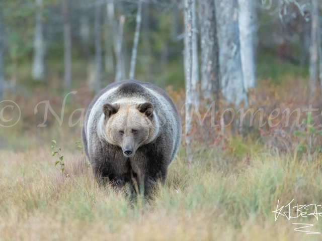 Eurasian Brown Bear - Big Fellow