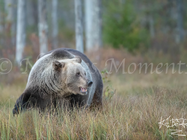 Eurasian Brown Bear - Cautious Glance