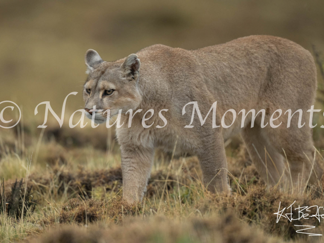 Puma Walk By, Torres Del Paine