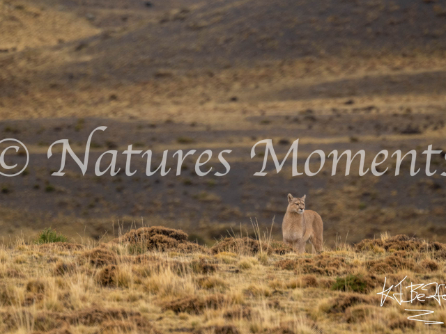 Puma Surveying the Terrain, Torres Del Paine