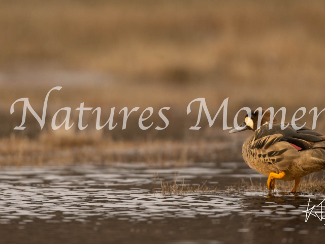 Spectaculed Duck, Torres Del Paine