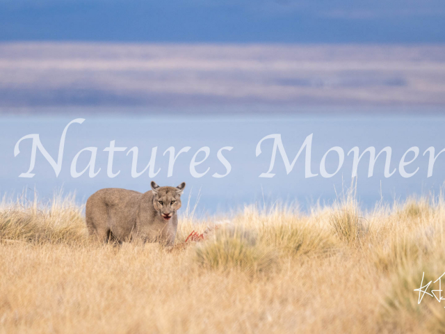 Puma Guarding the Kill, Torres Del Paine