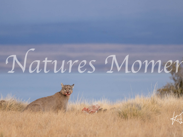 Puma Bloody Jaws, Torres Del Paine