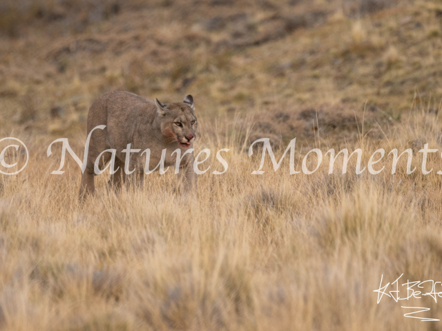 Grey Puma Walking, Torres Del Paine