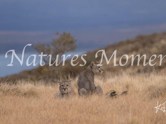 Puma Resting after the Feast, Torres Del Paine