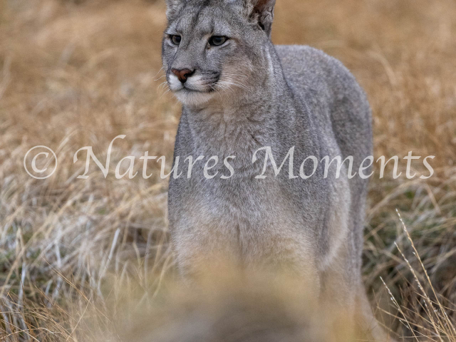 Puma Paying Attention, Torres Del Paine