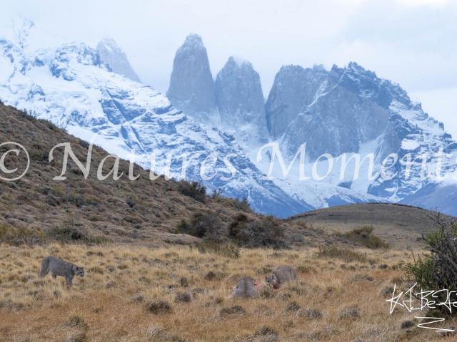 Puma Ready for the Feast, Torres Del Paine